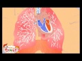 Circulatory System Concepts