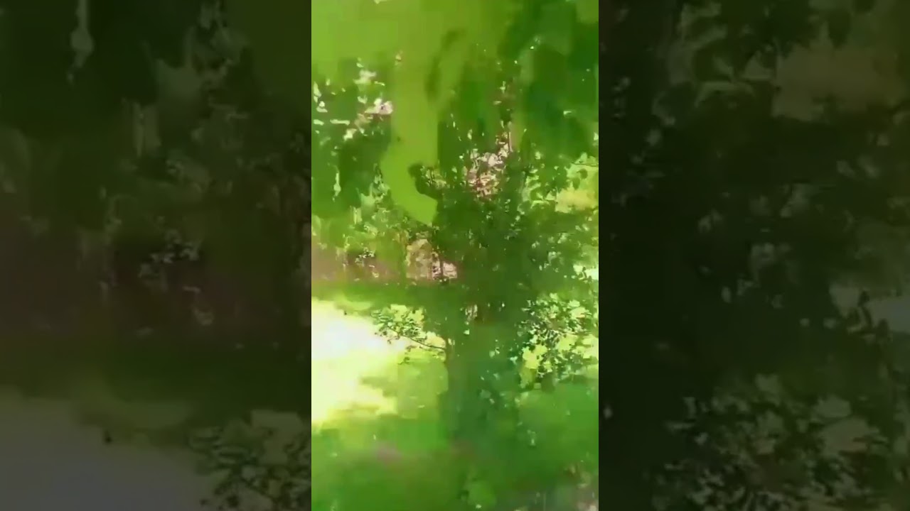 Top 10 Garden Ideas to Transform Your Space 🌿 