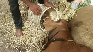 how vet saved calf(cow)affected with poisoning near death to life/OP poisoning  symptoms treatment