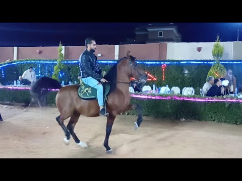 مفيش قده و وليد كمال مندي حفلة ابو عيده 