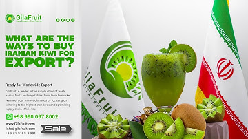 What are the ways to buy Iranian kiwi for export?