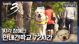 [다큐3일★풀버전] 평균 10마리 중 3마리만 통과하는 안내견 과정! 퍼피워킹부터 최종평가까지! | “너에게 난, 나에게 넌 - 안내견 학교 72시간” (KBS 210502 방송)