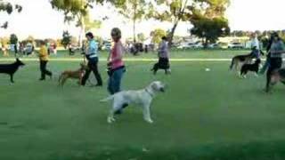 Ruby in her Pre-Trialling Obedience Class