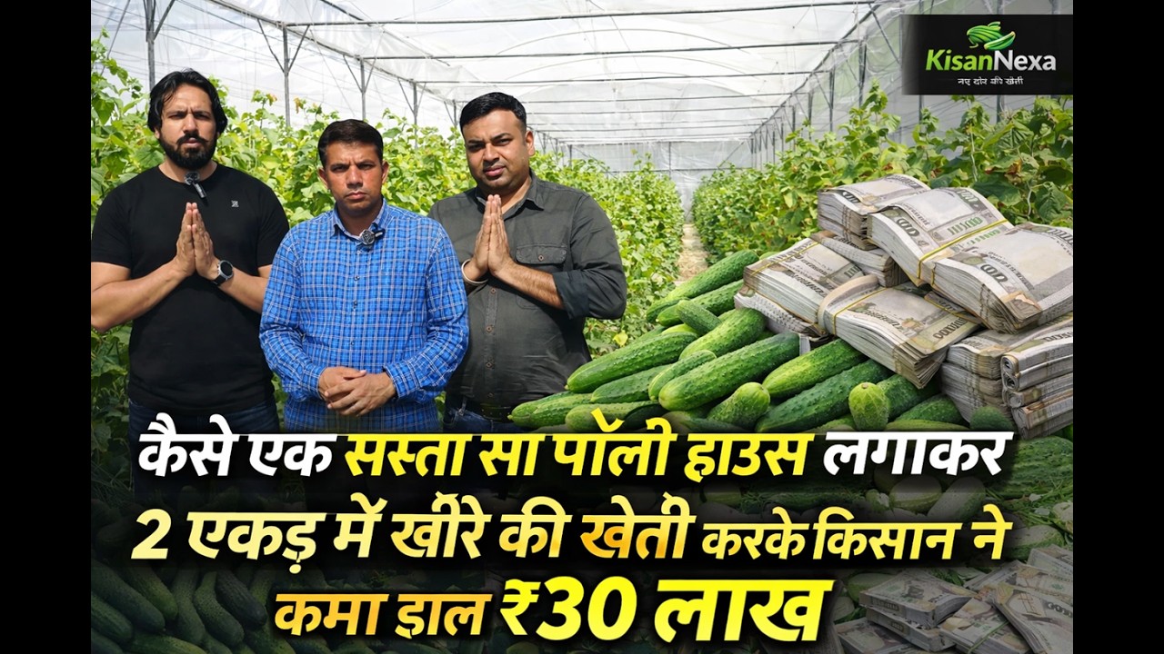 2 एकड़ में नेट हाउस लगाकर किसान कमा रहा साल के ₹30 लाख | खीरे की खेती से लाखों की कमाई@Kisannexa