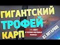 Русская Рыбалка 4 - РР4 | ГИГАНТСКИЙ КАРП - №1 В МИРОВЫХ НЕДЕЛЬНЫХ РЕКОРДАХ + ФАРМ | оз. Янтарное