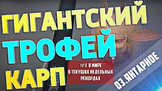 Русская Рыбалка 4 - РР4 | ГИГАНТСКИЙ КАРП - №1 В МИРОВЫХ НЕДЕЛЬНЫХ РЕКОРДАХ + ФАРМ | оз. Янтарное