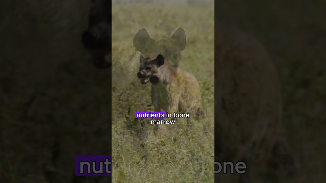 Why Hyenas Have One Of The Strongest Bites In Animal Kingdom Shors Facts