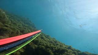 Big Leerfish Lichia Amia