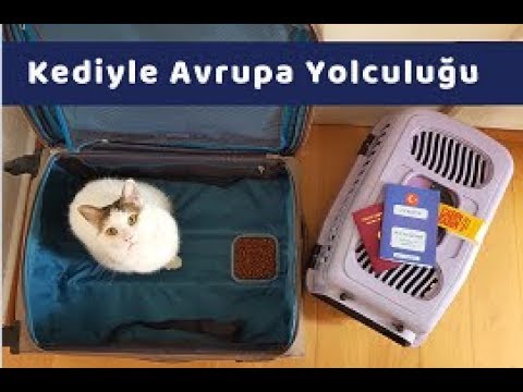 Video: Yurt Dışına Kedi Nasıl Alınır