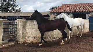 Yegua seduce caballo joven semental él intenta aparearse.caballos y yeguas pura raza.Horse mating