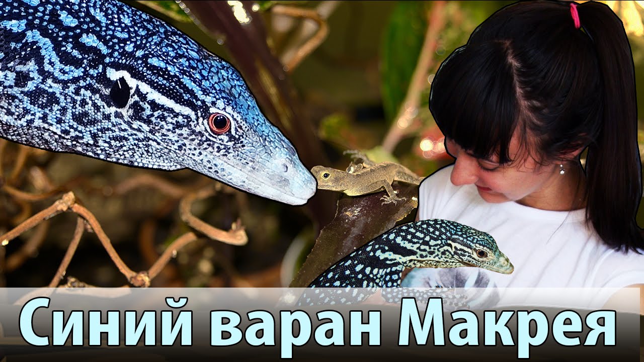 Синий варан Макрея (Varanus macraei)