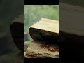 Building a Fire by the River vol 1 #Shorts