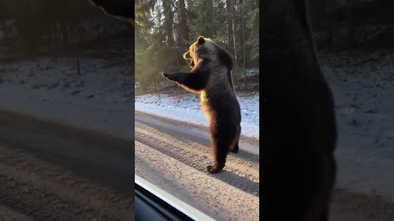 Giant Bear & Wolf Chase Car: What Happens Next is Terrifying