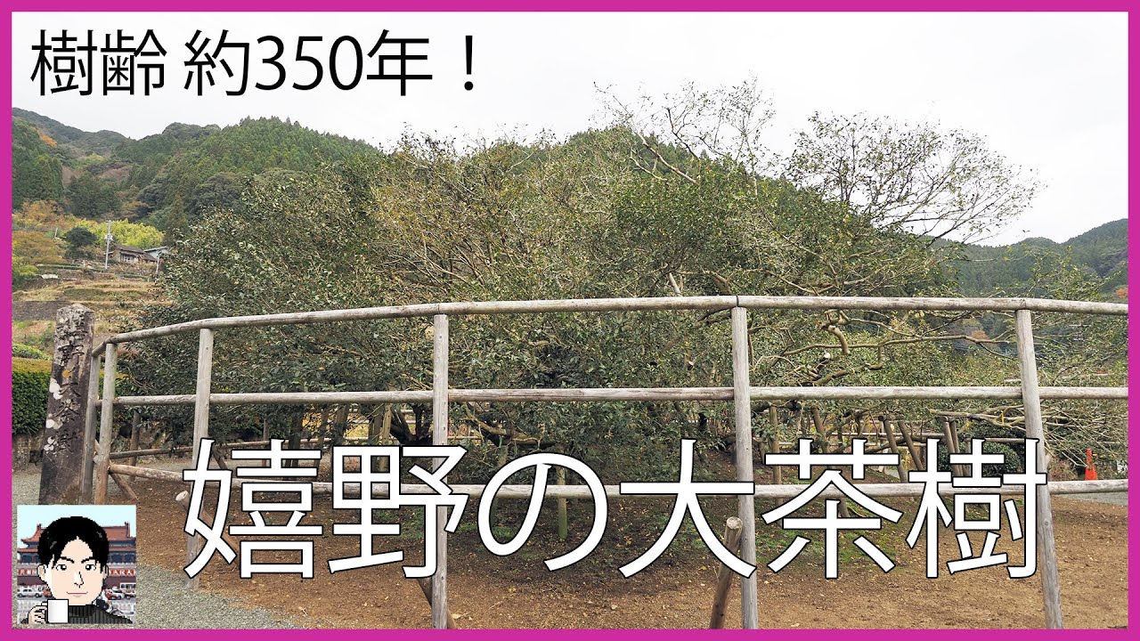 樹齢約350年！佐賀県嬉野市の大茶樹（嬉野の大チャノキ）を見に行く