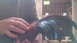 BB Red, Old English Game Bantam, part 1- introduction to the breeders