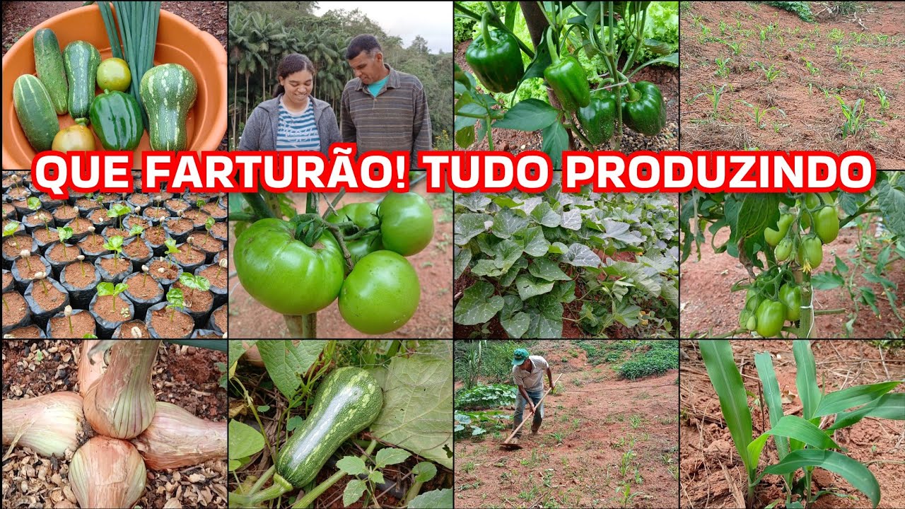 TEMOS MUITAS VARIEDADES DE PLANTAS,TUDO PRODUZINDO+FIZEMOS UMA COLHEITA ABENÇOADA