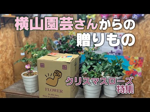 Christmas Rose Special] I received a gift from Yokoyama Gardening