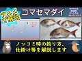 《アニメで解説：【コマセマダイ】の釣果UPのコツ》【乗っ込み】時の【真鯛】の【釣り方】について解説しています。エサ付けやオリジナルの仕掛けも紹介しています。【船】での【釣り】、【沖釣り】に関してです。