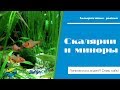 Растительный аквариум со скаляриями (Pterophyllum scalare) и тетрой минор (серпас, Serpae tetra)