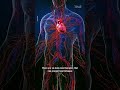 Debunking heart health myths with a preventive cardiologist