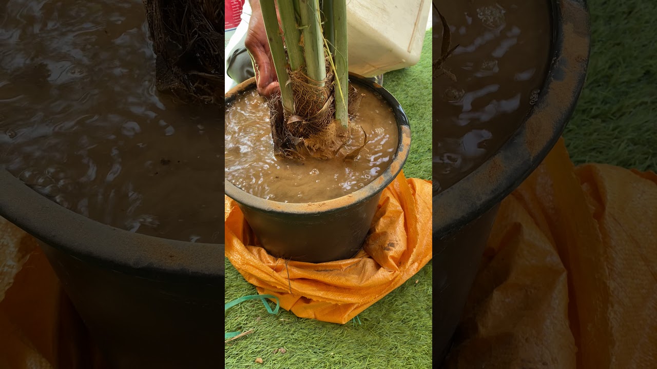 زراعة فسائل النخيل في الاصيص- palm cultivation