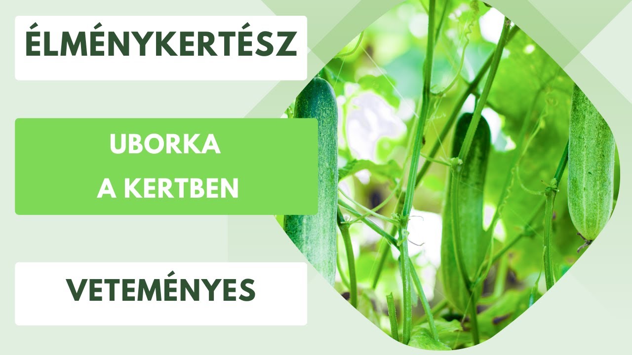Uborka a kertben🥒