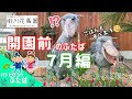 俊敏に動くよ！開園前のハシビロコウ「ふたば」7月編【掛川花鳥園公式】