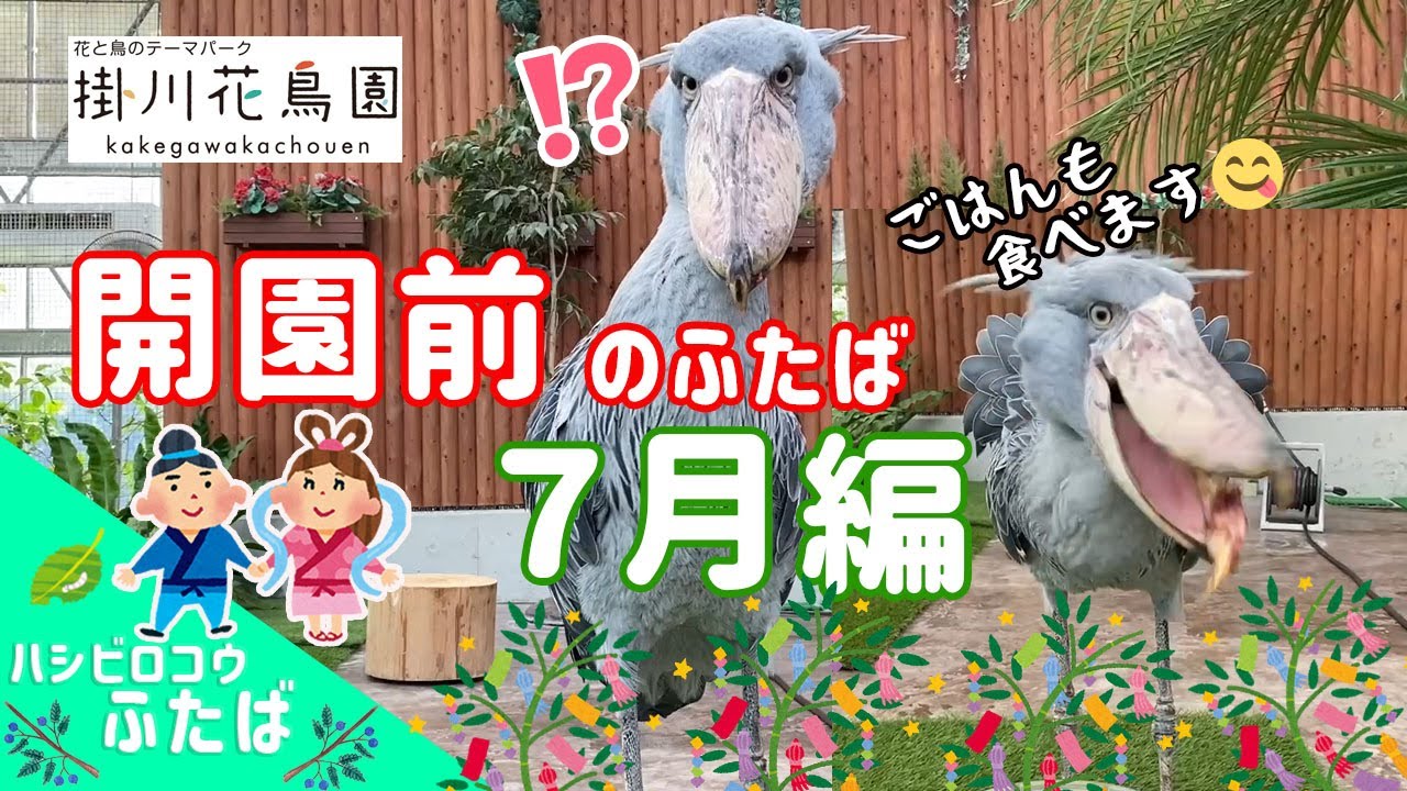 俊敏に動くよ！開園前のハシビロコウ「ふたば」7月編【掛川花鳥園公式】