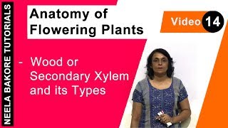 Wood (Secondary Xylem): Heartwood & Sapwood | Anatomy of Flowering Plants | NEET & XI | Neela Bakore