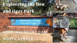 Exploreing Lion and Tiger Park #trending#viral#southafrica#youtubeshorts#vlog