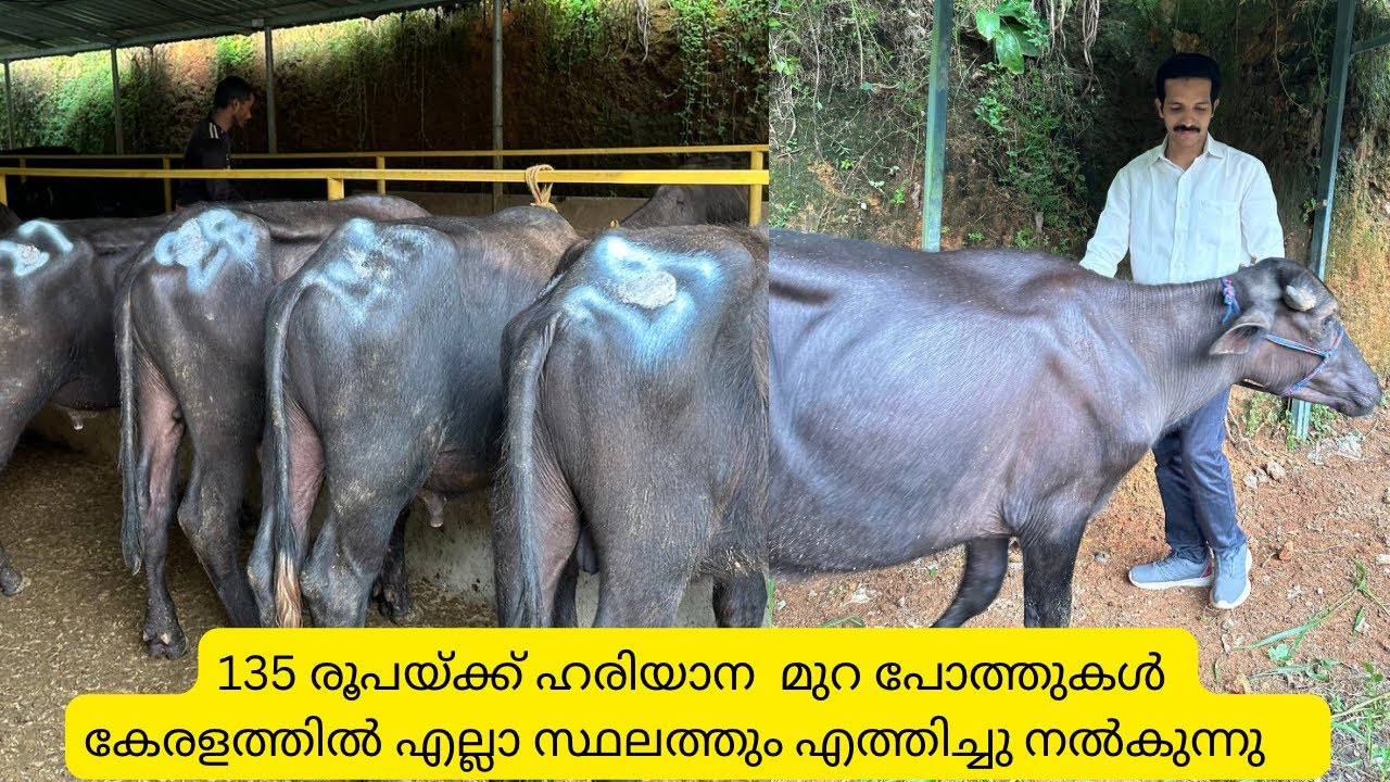 135 രൂപയ്ക്ക് മുറ പോത്തുകൾ പത്തനംതിട്ടയിലും |Murrah Farm in pathanamthitta