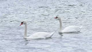 Mute Swans flying, swimming and waddling. Mute Swans flying, swimming and waddling.