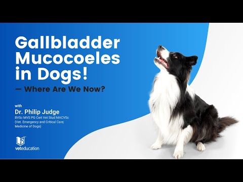 Video: Wat u moet weten over Canine Galblaas Ziekte