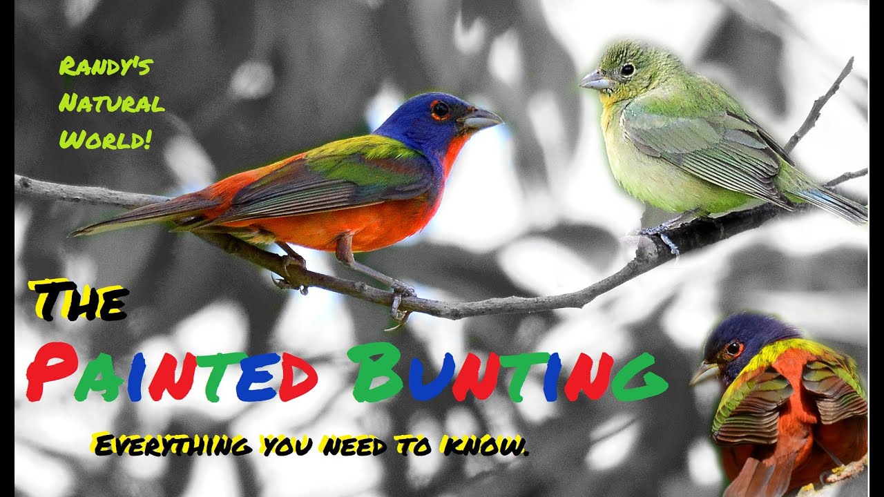 The Painted Bunting: The Most Beautiful Bird in North America?