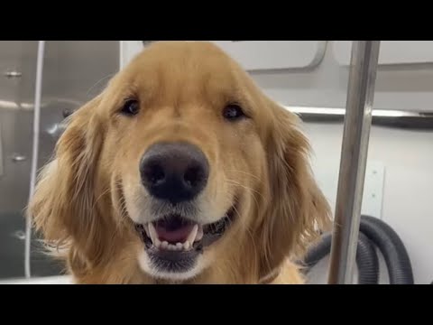 Video: Retriever Emas Berkhidmat Sebagai Walikota Di Bandar Kecil, Dan Memiliki Timbalan Anjing!