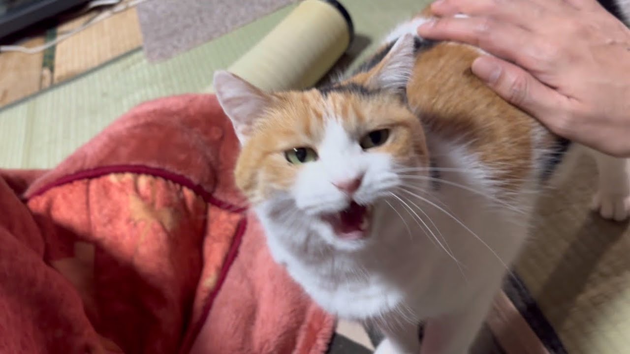 三毛猫】いつもより早めに帰宅したら嬉しさが隠しきれないミケ（2024年