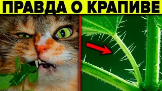 Почему Её Оболгали ? 10 Причин Выращивать Крапиву