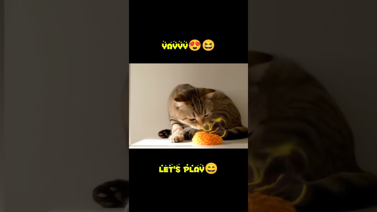 Cat Playing!😸 