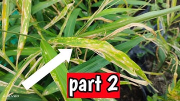 mengatasi penyakit jahe part 2