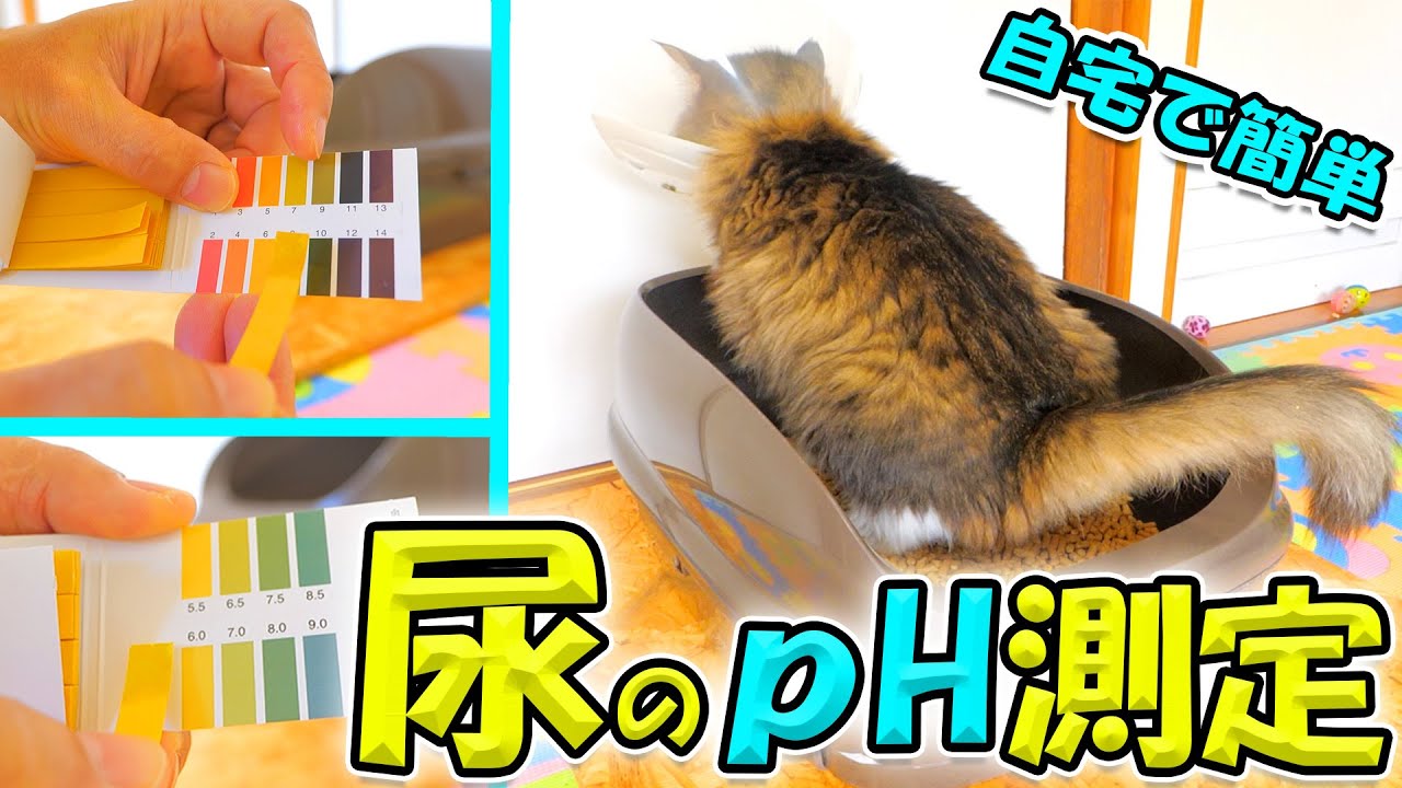 Measuring cat urine pH at home] Easy check method and correct