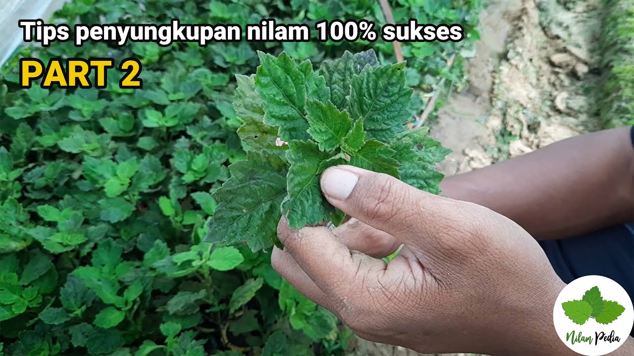 40. Tips penyungkupan 100% sukses (Part 2)