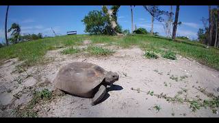 Gopher Tortoise GoPro Observations