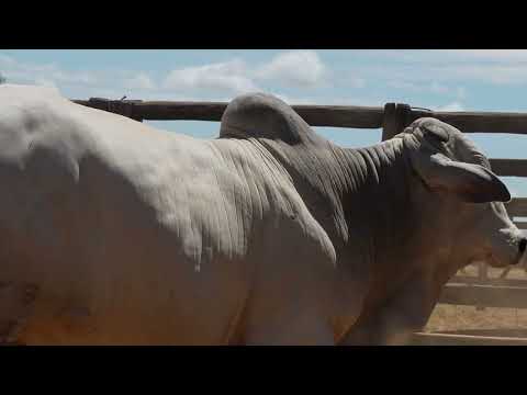 39 AgroBembom Lote39 LCFS 4596