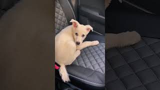 Женщина подобрала собаку с улицы#shorts