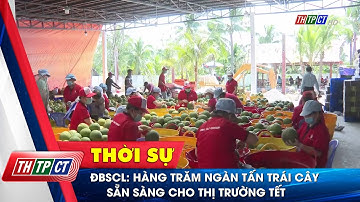 ĐBSCL: Hàng trăm ngàn tấn trái cây sẵn sàng cho thị trường tết| Cần Thơ TV