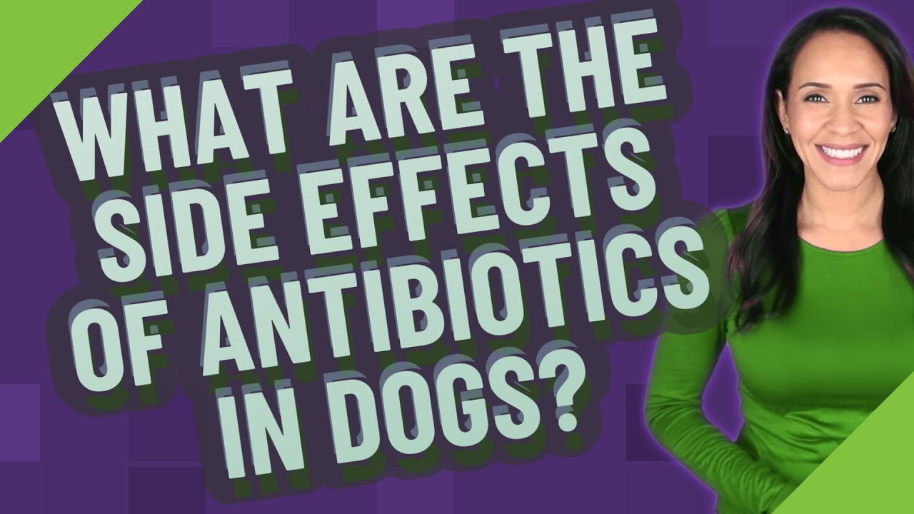 What Are The Side Effects Of Antibiotics In Dogs?