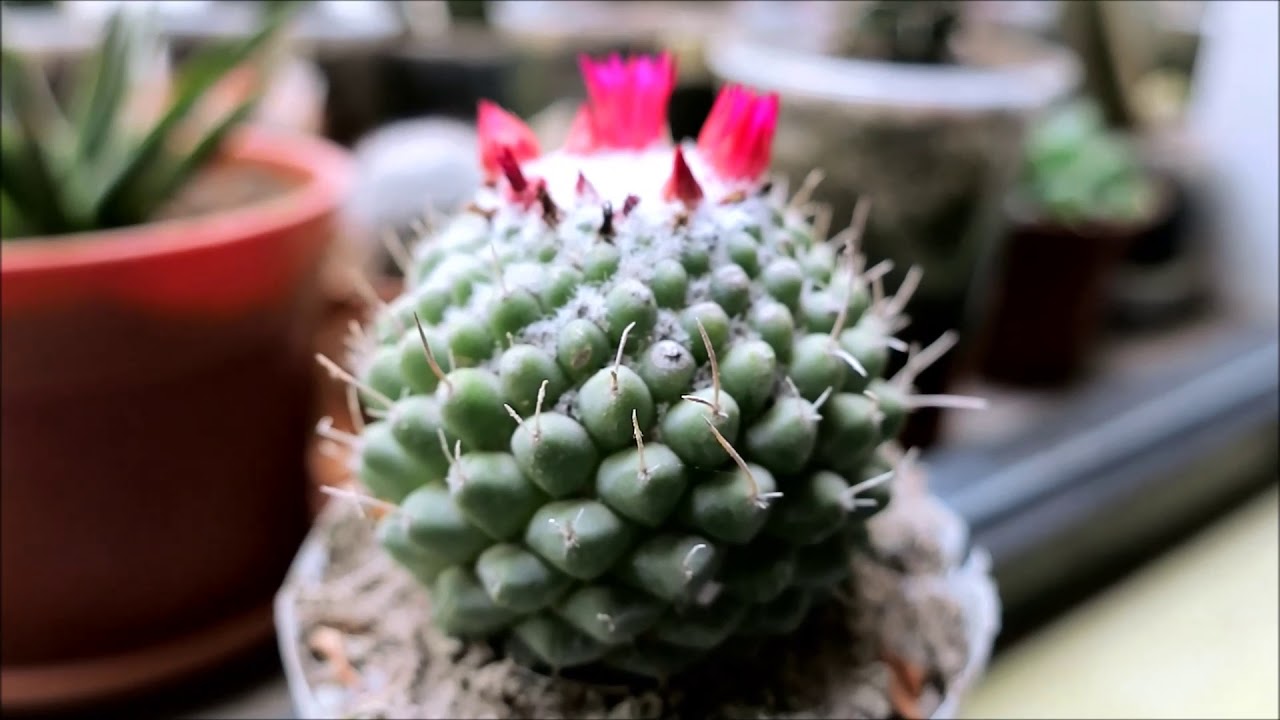 Identificando Mammillarias