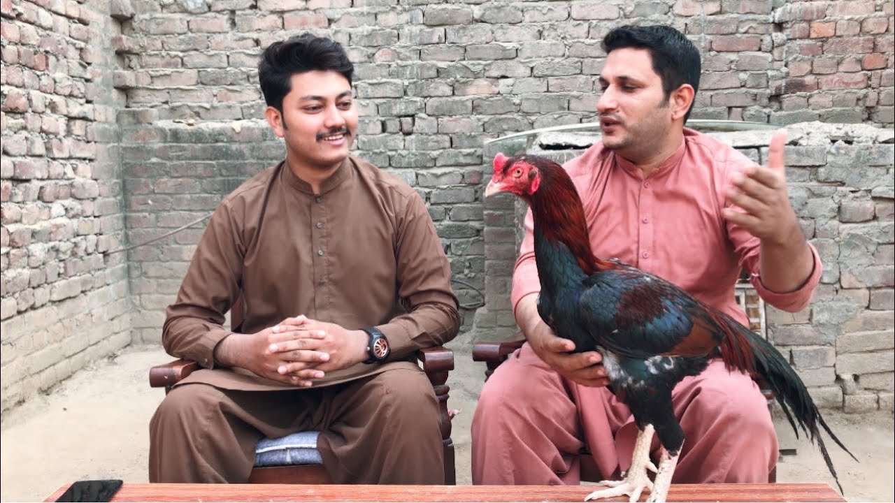 Taiba Rasool Tayyab Rasool brother Visit To my Place and DISCUSSION About Aseel ...