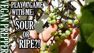 A Fun Little Game I Like To Call Sour Or Ripe? Play Along With Me