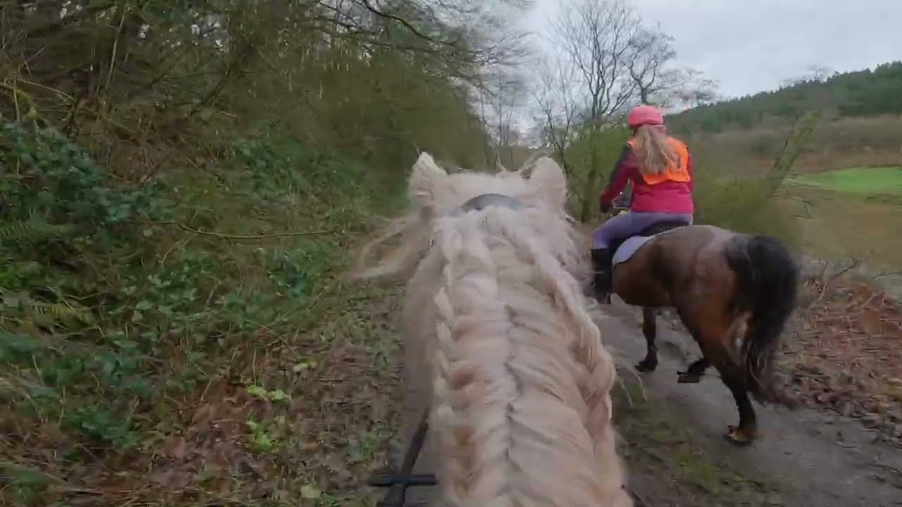 16 minutes of POV Horse Riding Through the Forestry UK 